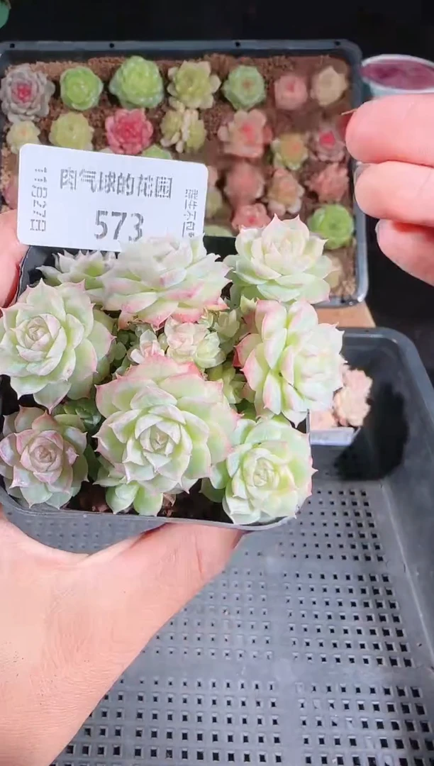 1127-573群生不包整