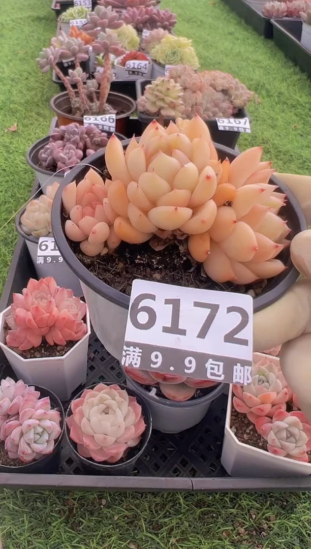 【闪购商品】信福多肉一物一拍