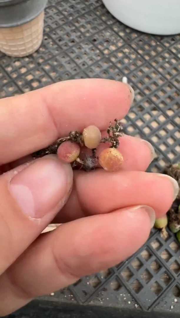 【闪购商品】4-165