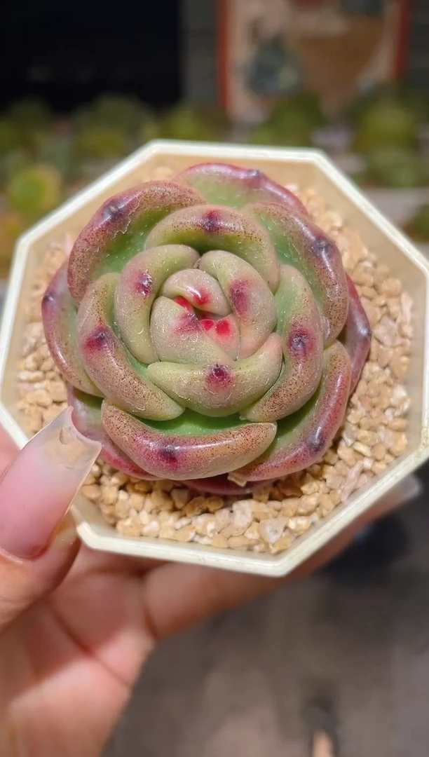 924珠曼一物一拍