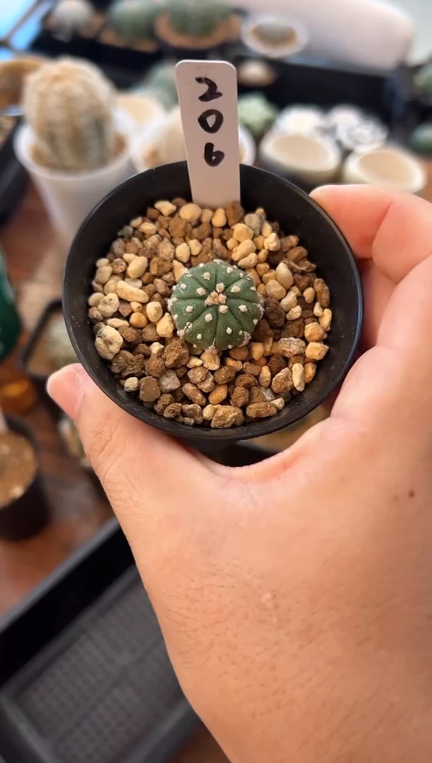 实生根星兜仙人球编码206