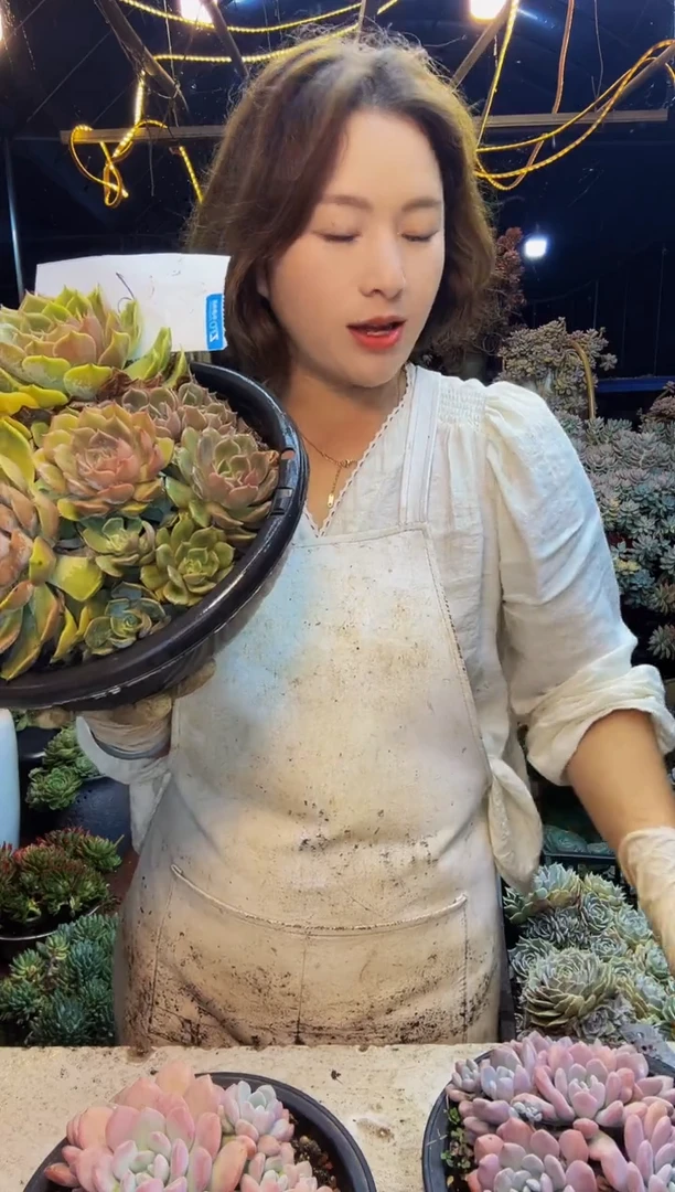 6号一物一拍脱土包邮