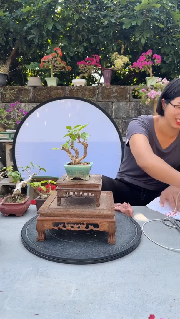 以****师三角梅同安红