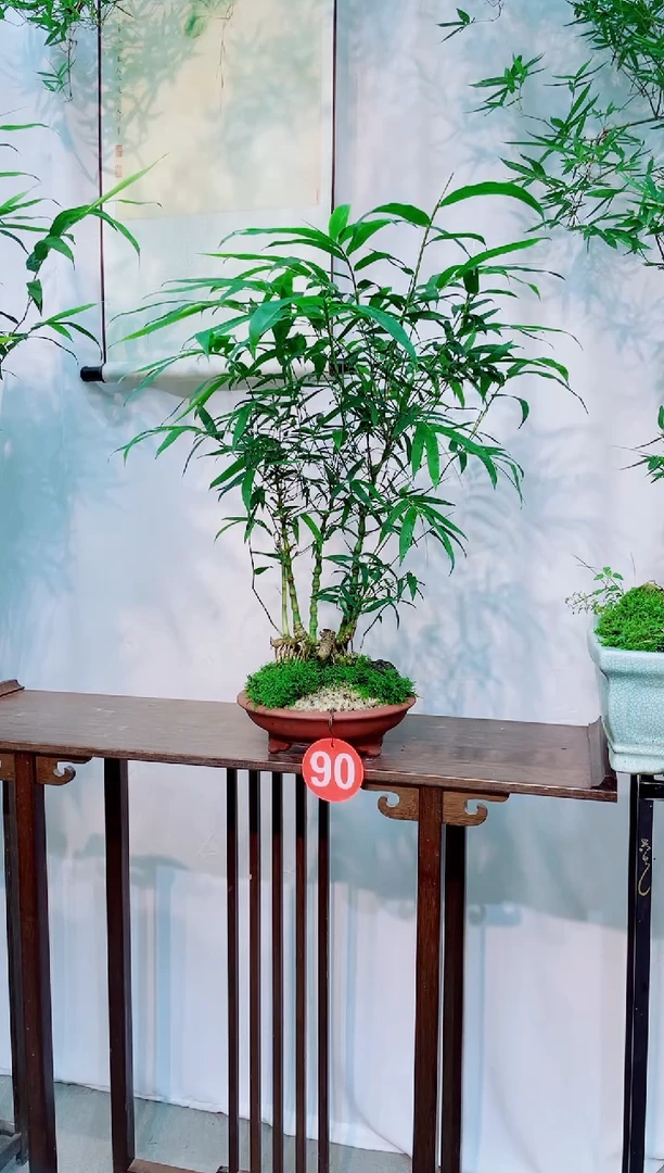 无花朵竹子盆景竹子盆景