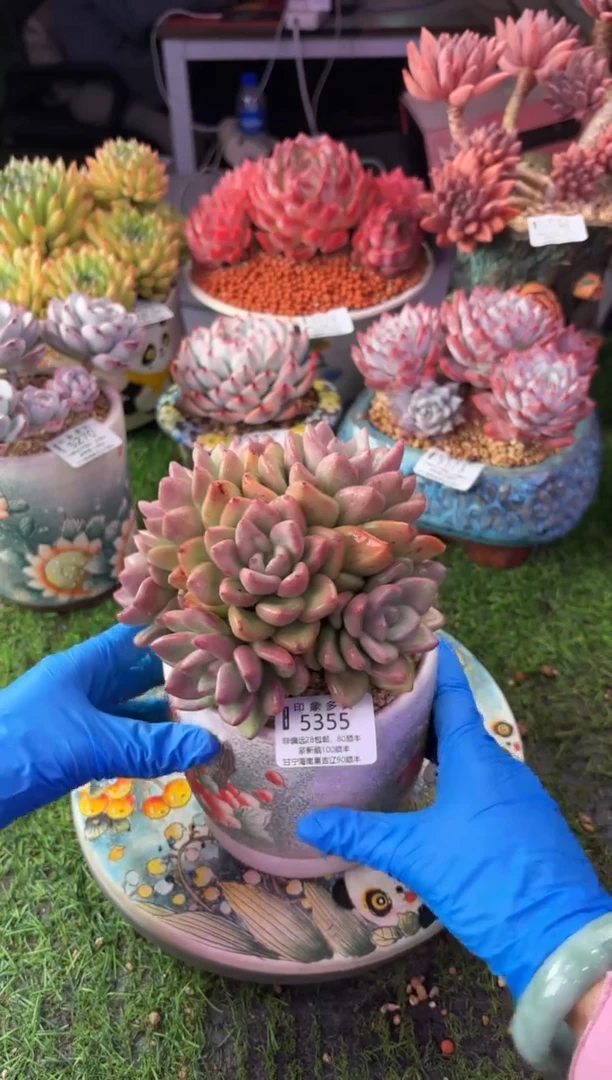 昆明印象多肉5355