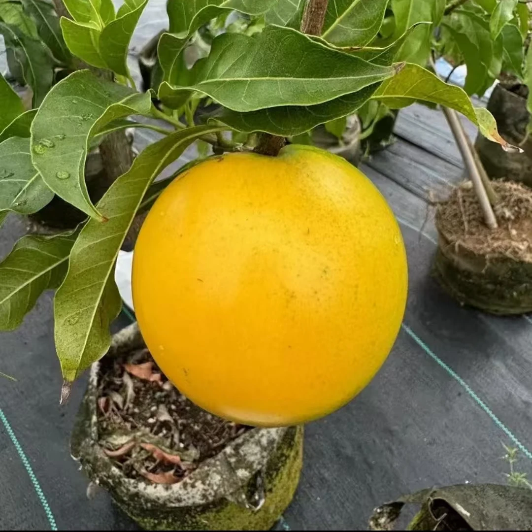 黄晶果绿植盆栽   一物一拍