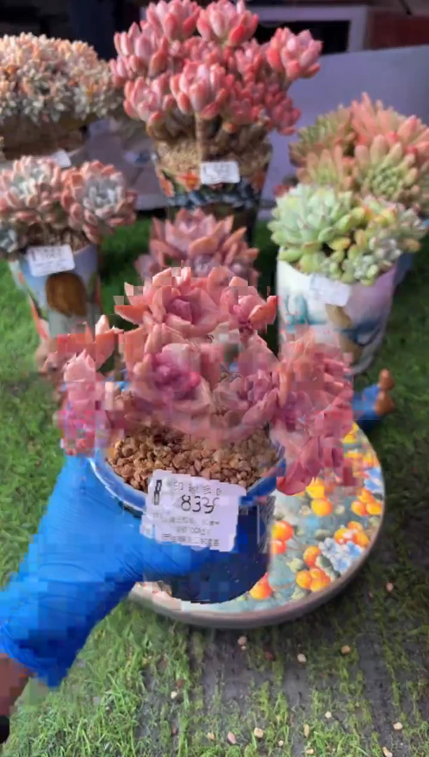 昆明印象多肉1839