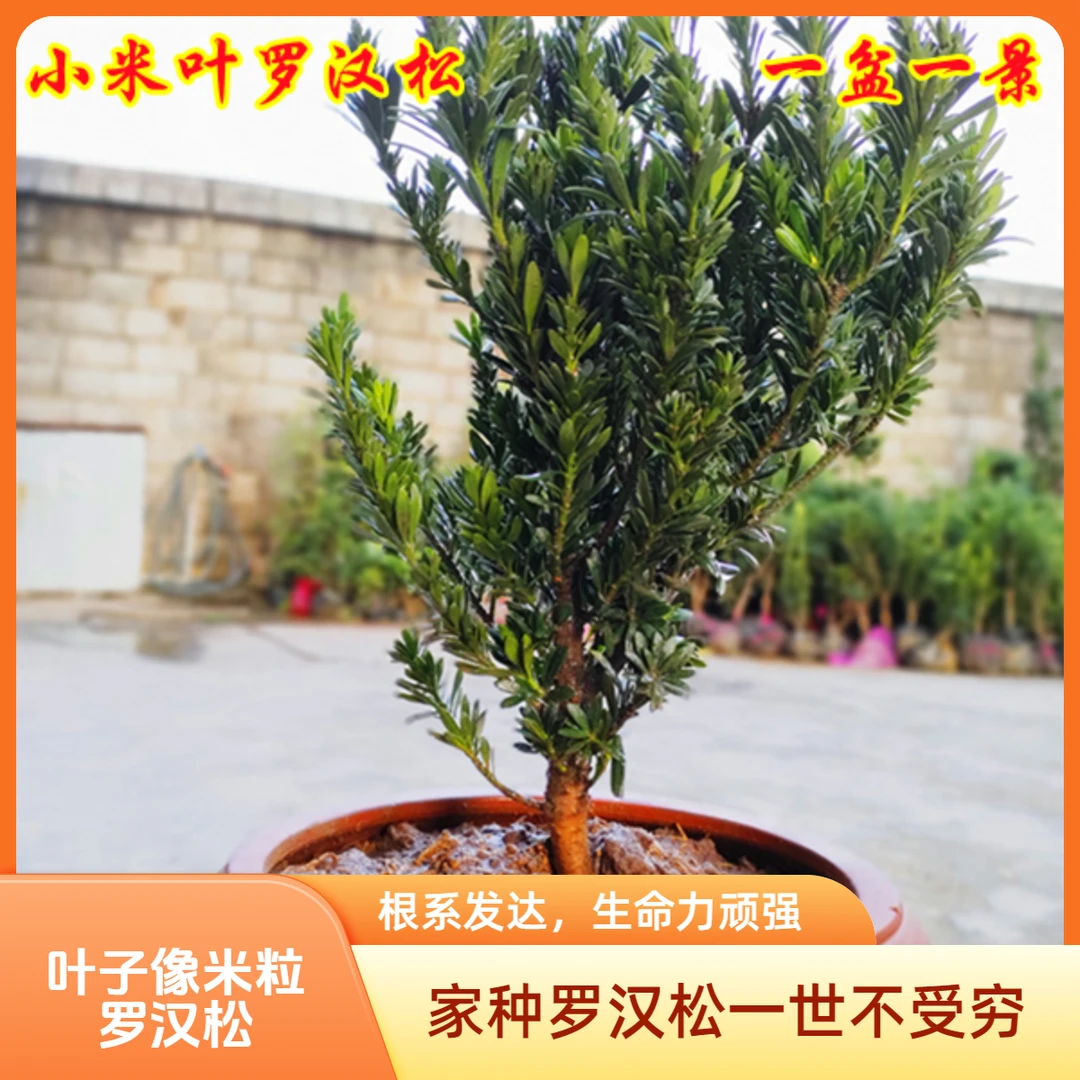 罗汉松小苗树苗小米叶盆栽庭院阳台室内外南方北方可种绿植