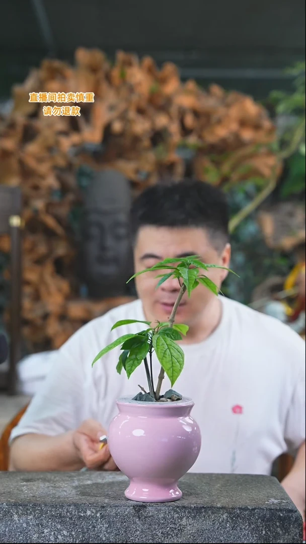 完全开放龙吐珠105+