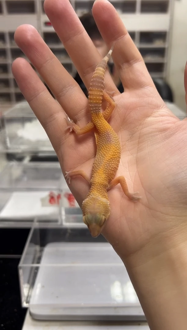 豹纹守宫53豹纹守宫