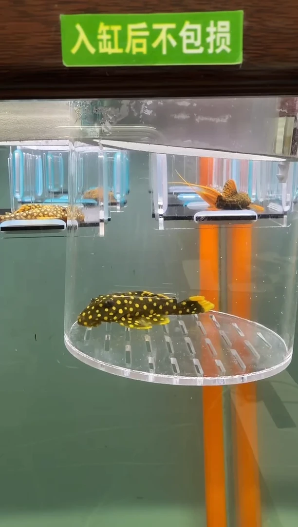 清道夫鱼142号177入缸不包损录制完整开箱视频7.2厘米