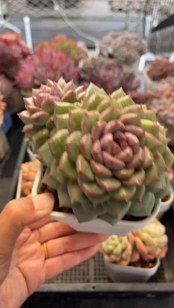 2063（满30包邮，天冷必拍保温箱）