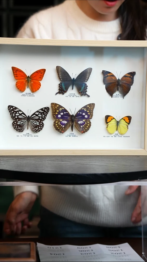 蝴蝶标本摆件竞拍I202