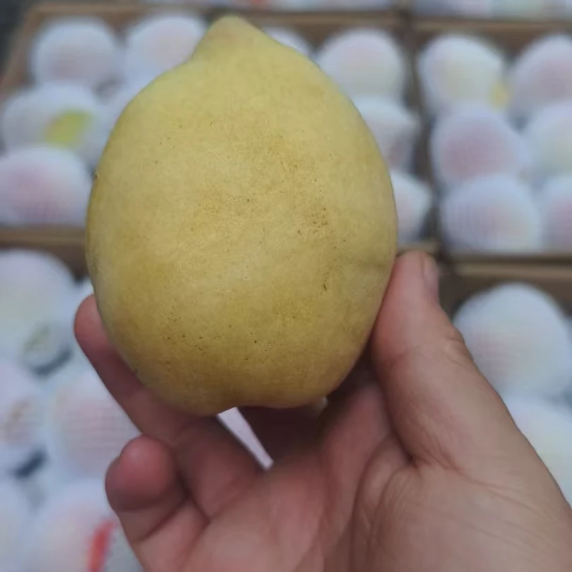 深州蜜桃的精华_桃奴,肉质坚韧,汁少,含糖量高,京津冀顺丰包邮
