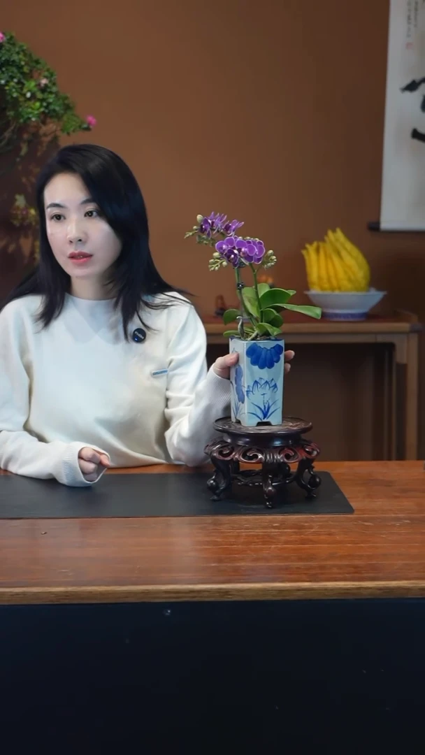 全部花朵蝴蝶兰青花盆景盆景盆景