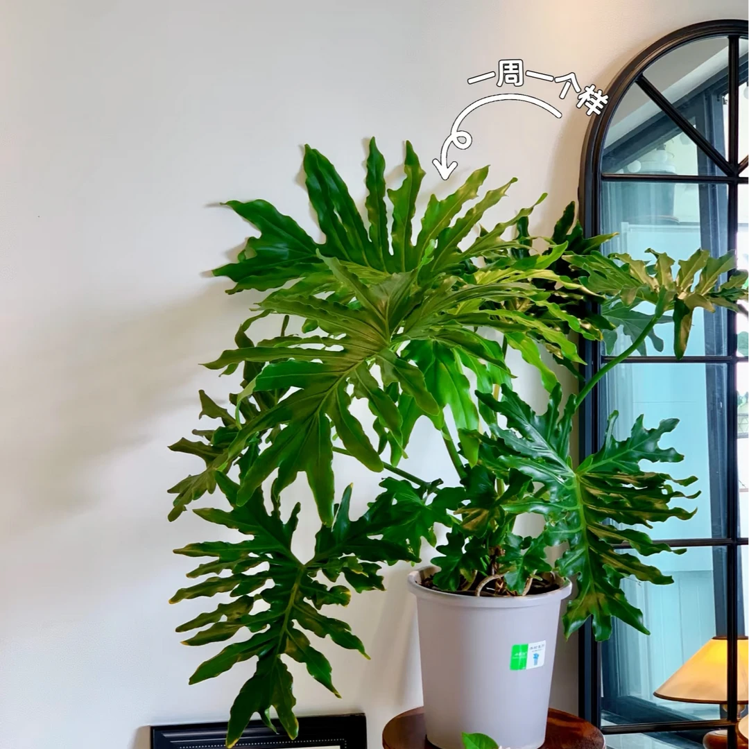 丛生龙鳞春羽绿植室内盆栽净化空气美观自然家居装饰