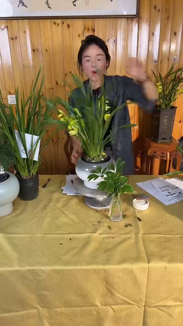 大部分花苞少量开放黄金小神童