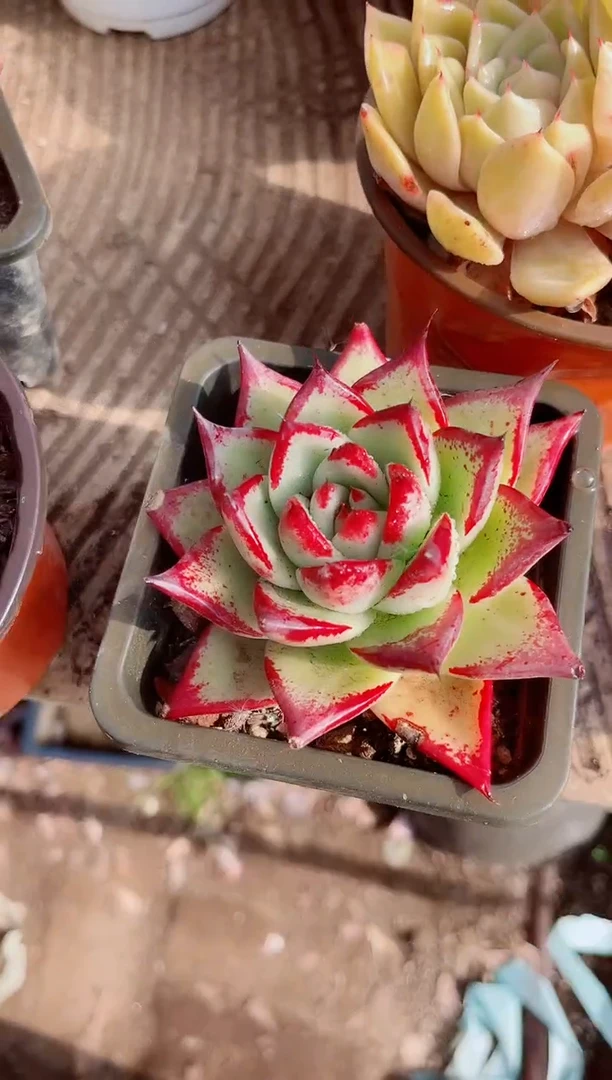 x*…跃跃精品多肉01092