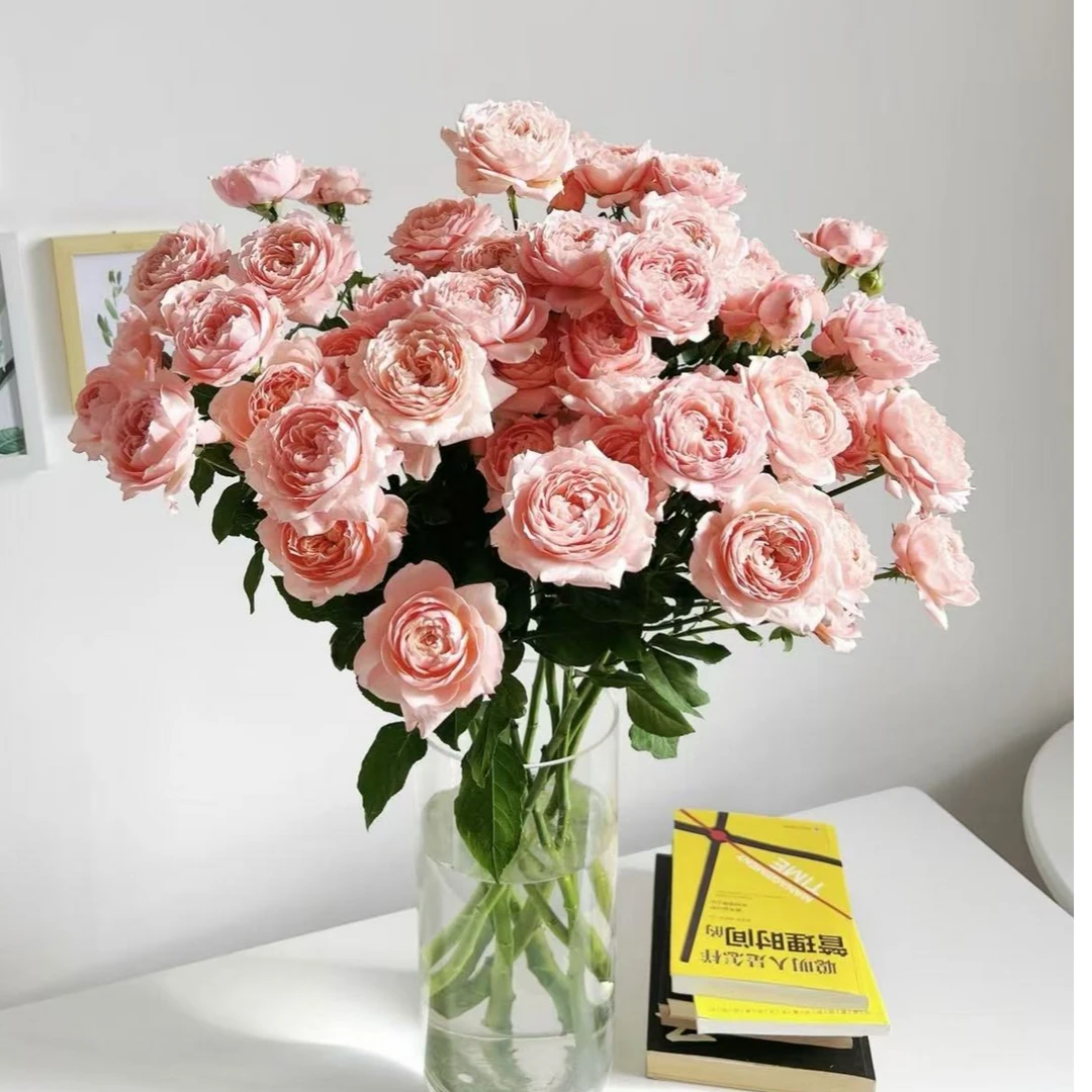 【朱丽叶塔 单头玫瑰】10枝 冷丰鲜花基地直发