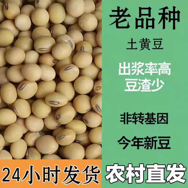 【农家土黄豆】四川珙县老品种黄豆打豆浆磨豆腐笨小豆当季新货