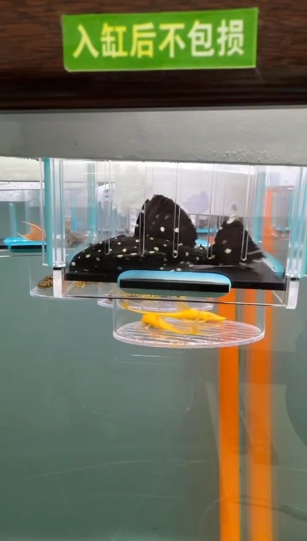 清道夫鱼62号240入缸不包损到货录制完整开箱视频7.6厘米