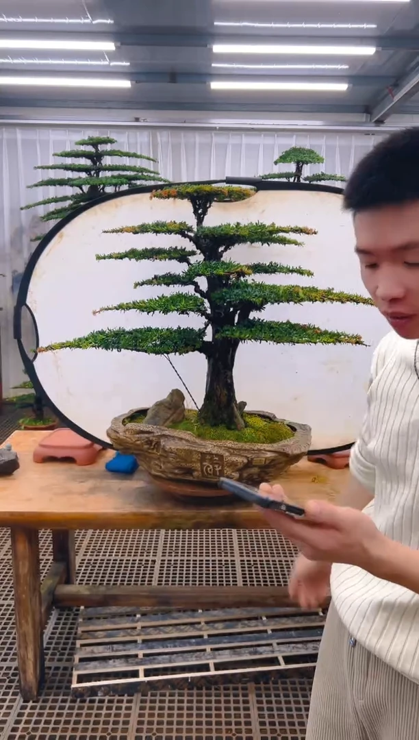无花朵观*精品盆景直播间一物一拍