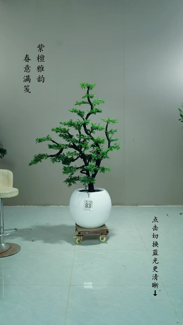 无花朵大*83号链接