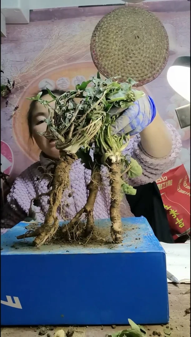 少量花朵（建议范围：2朵-5朵 或40%以下）高****祝蒲公英