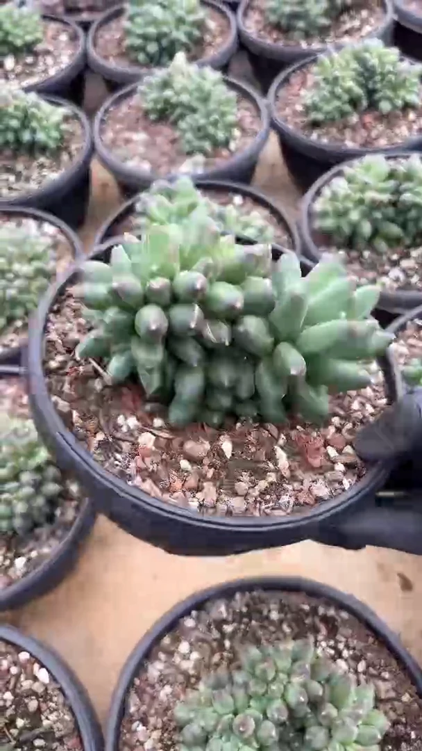 【闪购商品】千代田之松缀化多肉（可单挑）