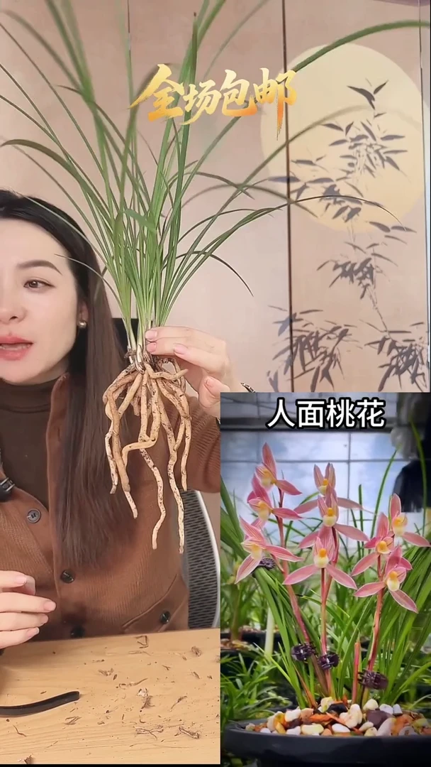 当前无花栽培后可以开花：人面桃花