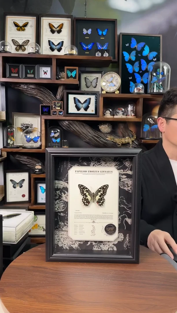 达摩凤蝶 -悬浮款 -10寸欧式框