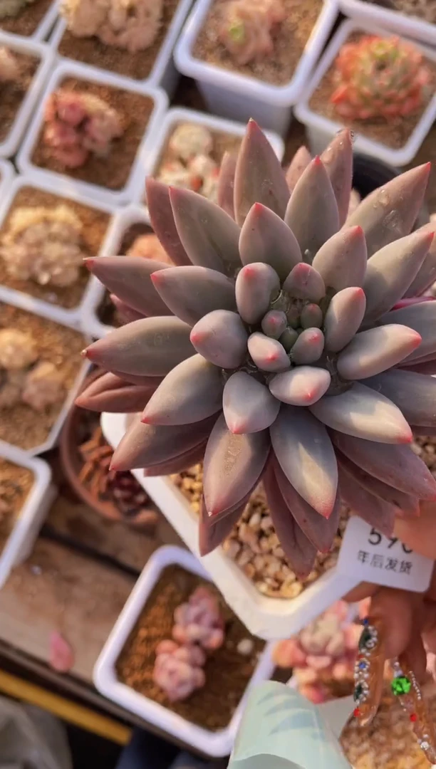 【闪购商品】590虞美人多肉