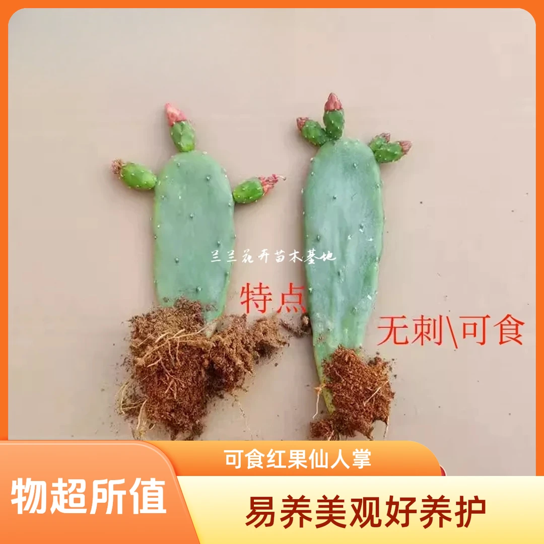 可食用无刺仙人掌盆栽开花红花红果植物绿植盆景庭院多肉实拍直发