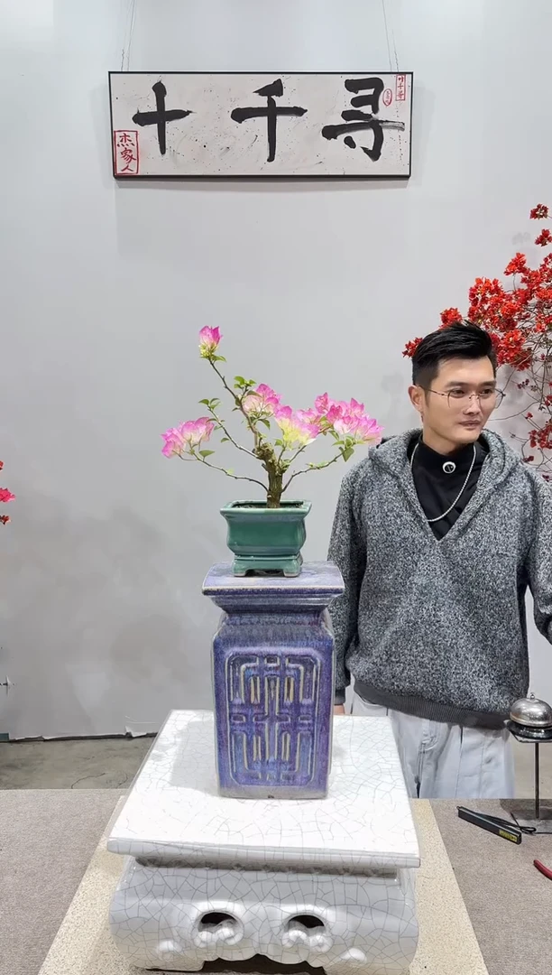 完全开放绿樱三角梅