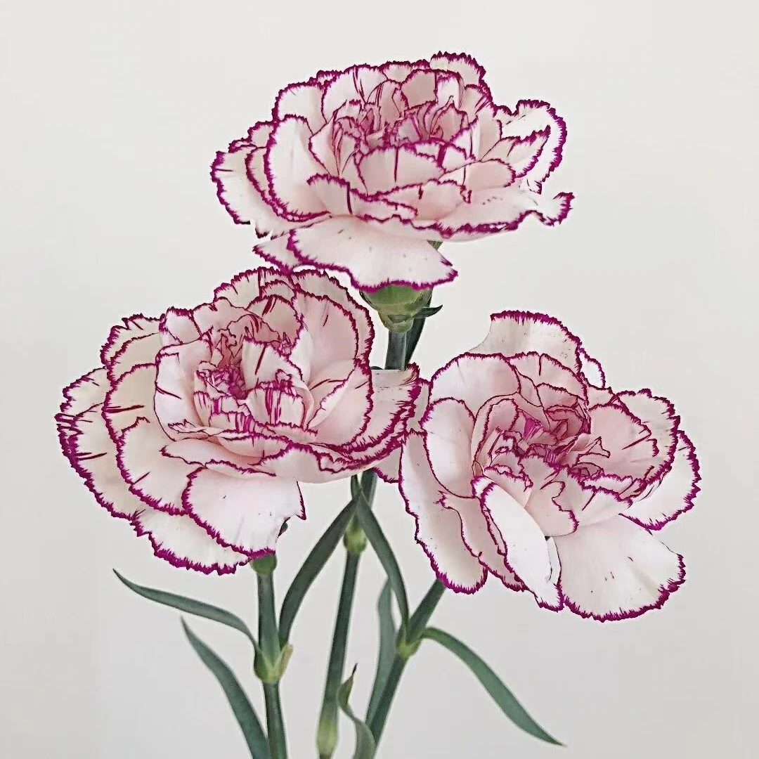 老板娘专属『紫精灵10支』全场任意满两单鲜花顺丰包邮 满二单顺丰包邮 鲜花直播批发次日达包邮