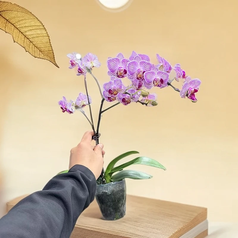 【李先生】（CH019)~蝴蝶兰带花带花苞