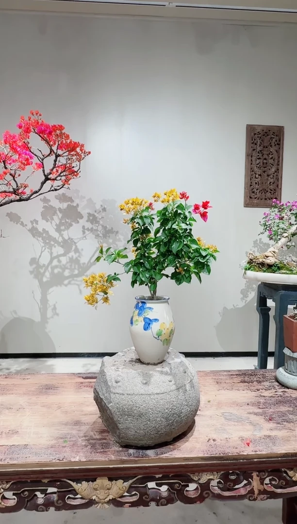 【闪购商品】盆景加州黄金