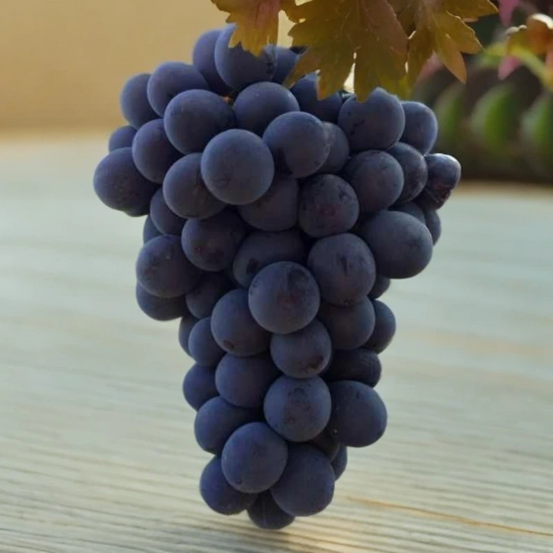 浙江冰糖巨峰葡萄一箱3斤左右浙江省