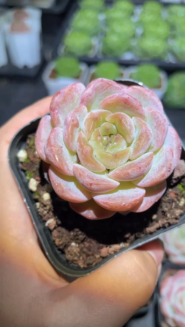 414草莓牛奶量拍发一颗