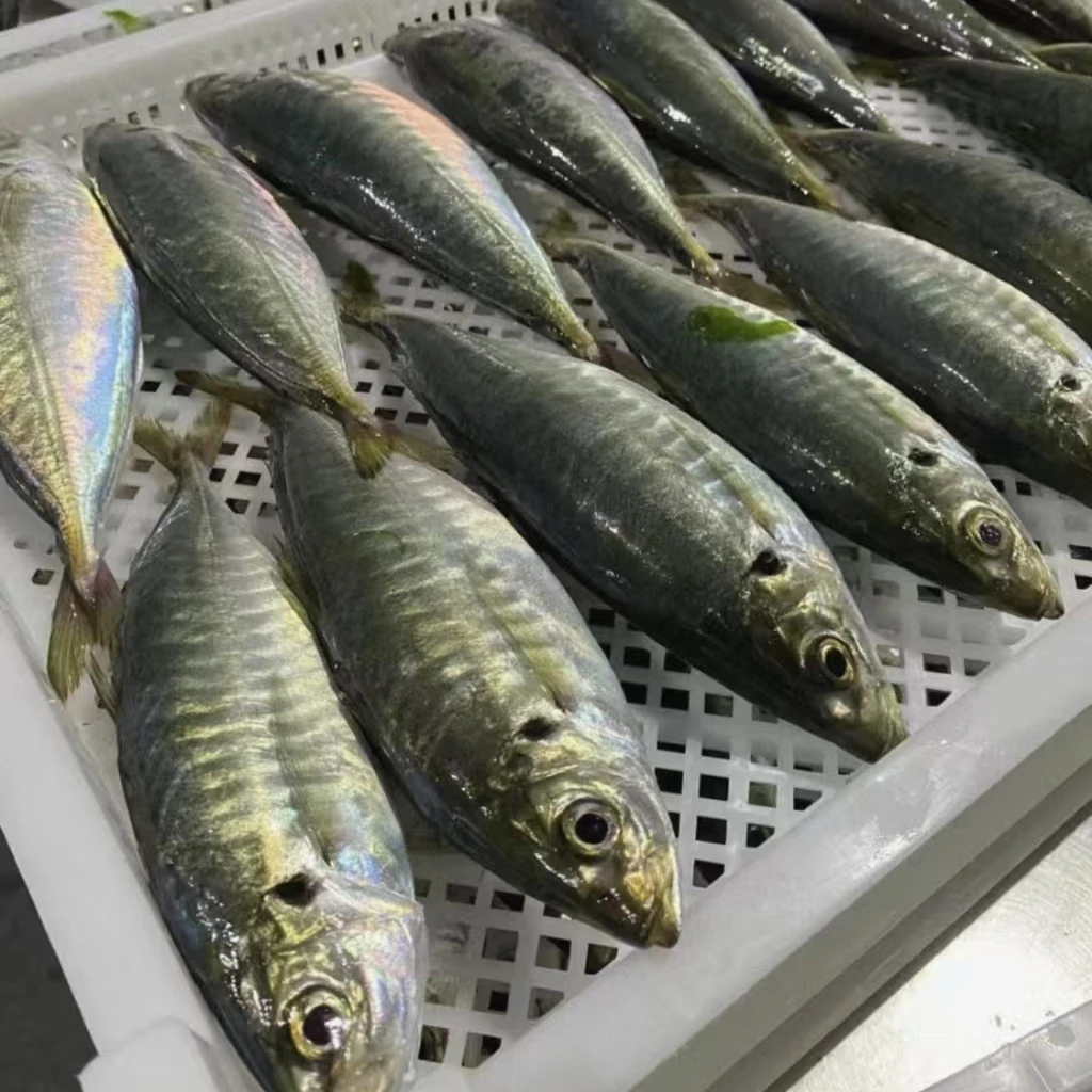 1野生巴浪鱼神泉本港直发