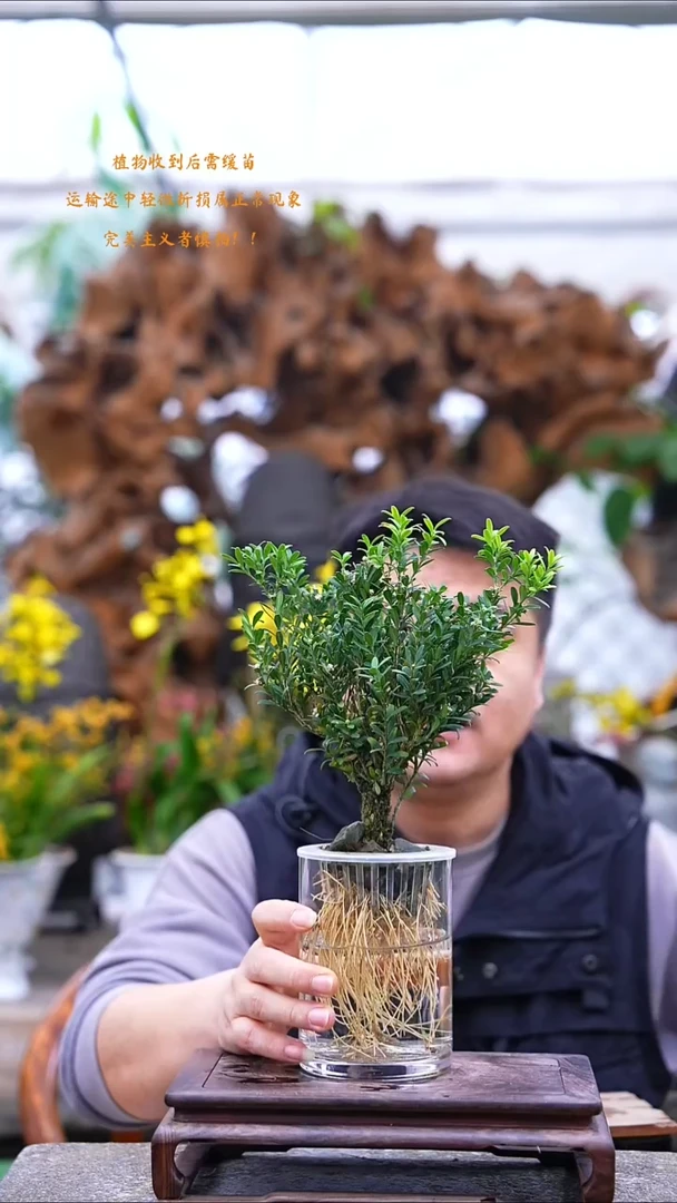 完全开放黄杨541+