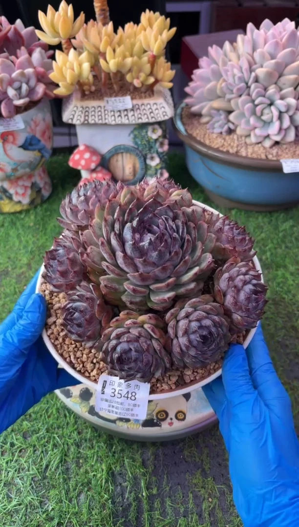 昆明印象多肉3548