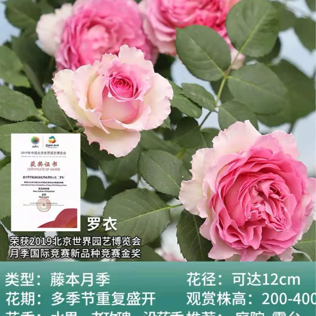 罗衣  特大苗开花月季藤本