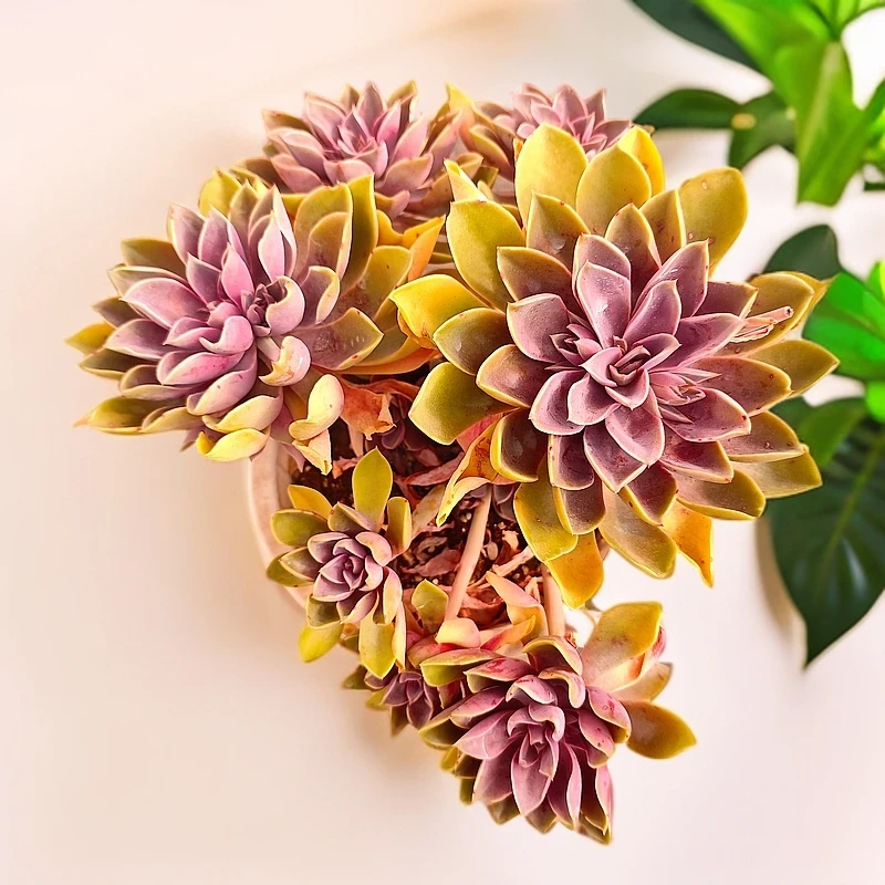 琼斯230#云大A1棚 雪山多肉 新手必备好看好养一单包邮