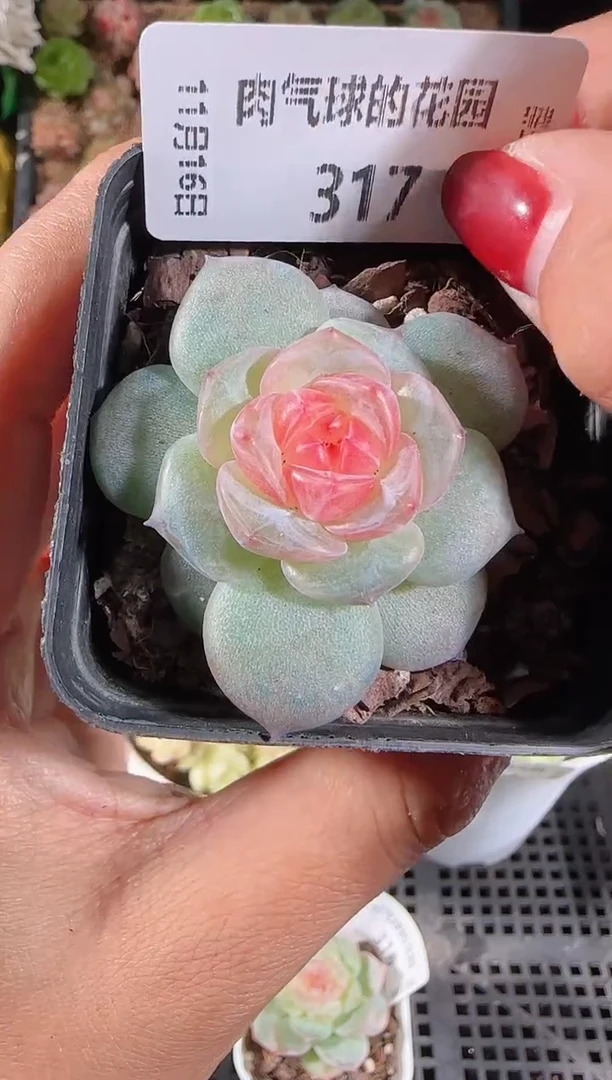 1116-317bl-4群生不包整