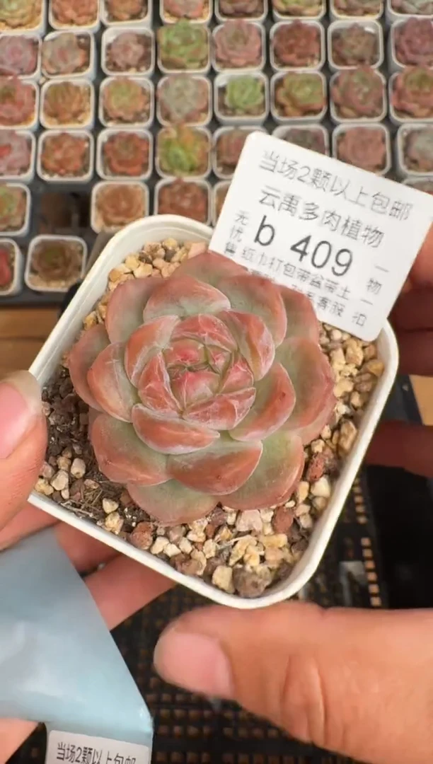 409b 珍妮多肉(6.5cm杯）一物一拍 带盆土发