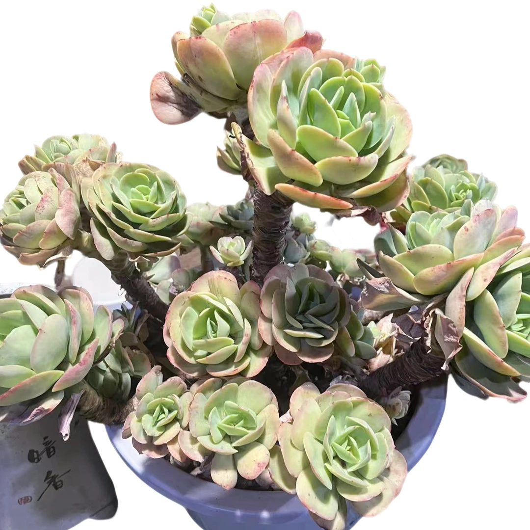 精品多肉   超大碧桃