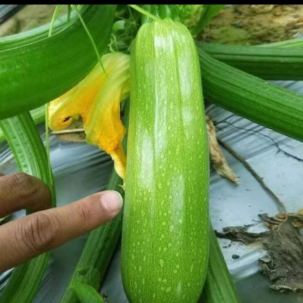 河南应季新鲜西葫芦现摘现发笋瓜菜瓜农家自种茭瓜产地直发包邮