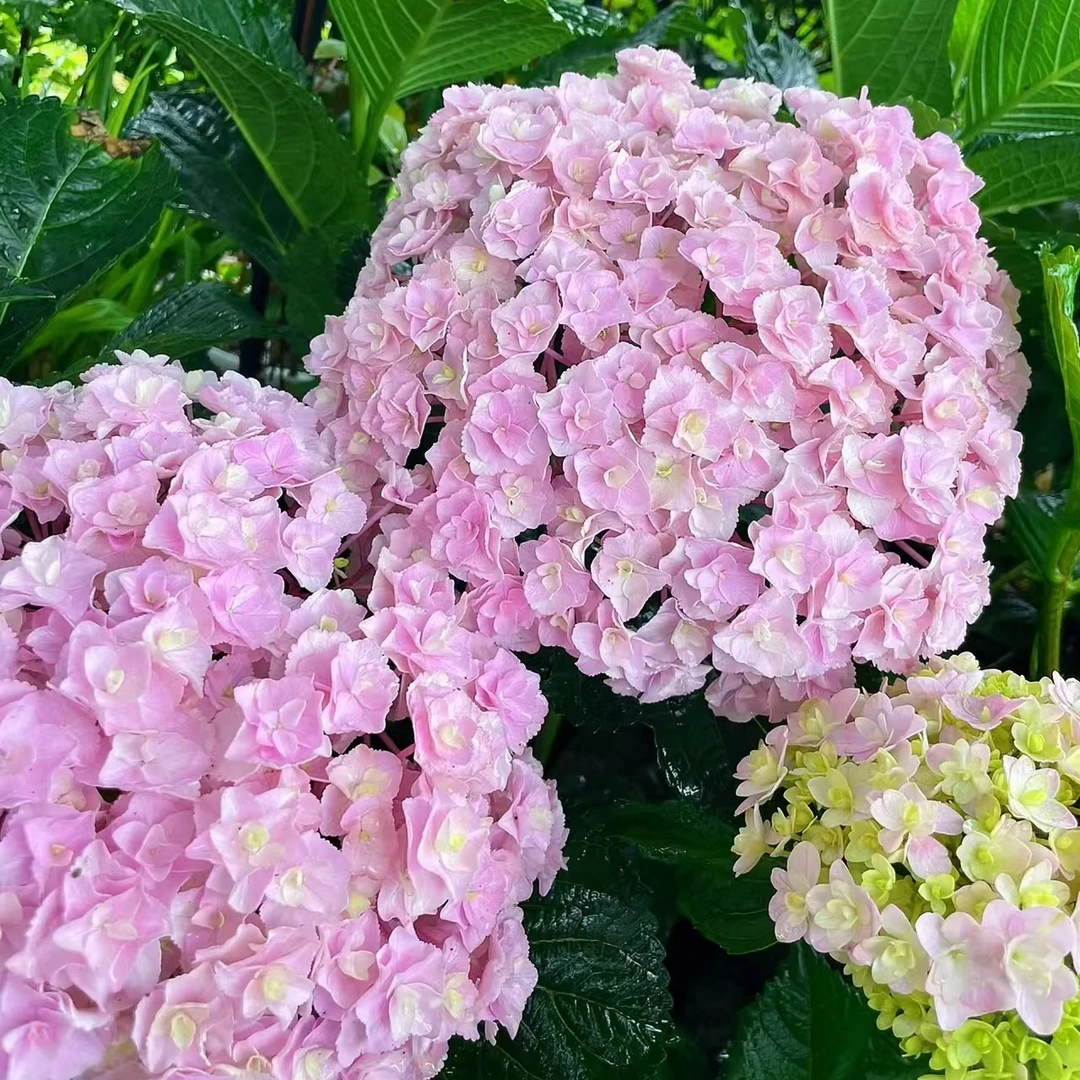 【嘉遇】高盆7加仑花宝重瓣绣球花 盆栽花卉适合庭院室外种植