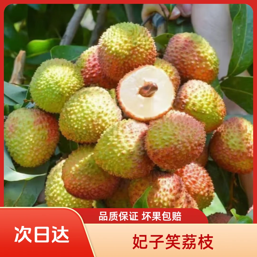 【果宝优选】广东妃子笑荔枝1-5斤新鲜广东省